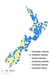 Asplenium hookerianum distribution map based on databased records at AK, CHR, OTA & WELT.
 Image: K. Boardman © Landcare Research 2017 CC BY 3.0 NZ